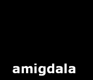 amigdala